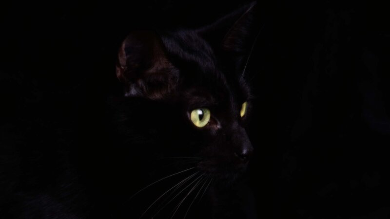 Black Cat with Glowing Eyes — Night
