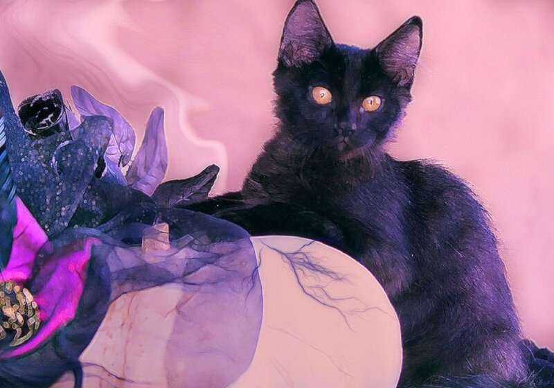 Black Cat with Glowing Eyes — Purple, Mystical