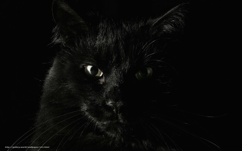black cat with glowing eyes
