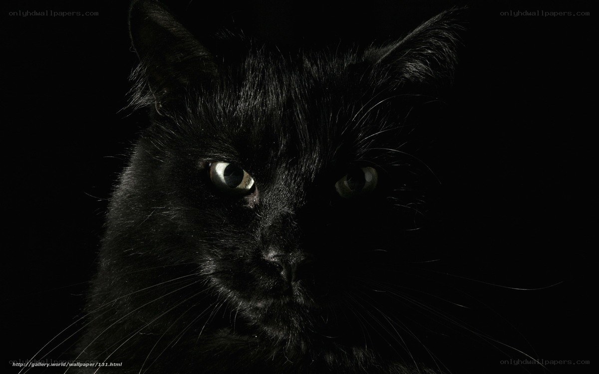 black cat with glowing eyes