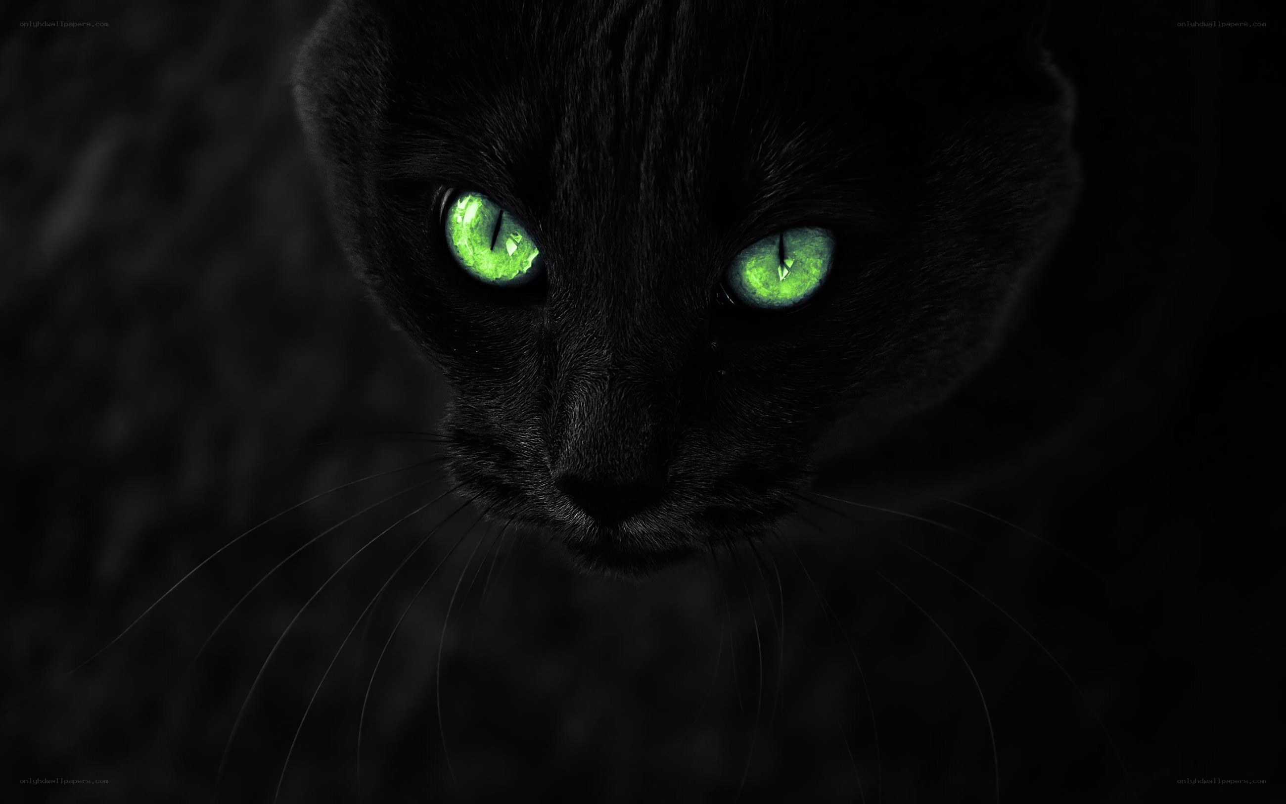 black cat with glowing green eyes