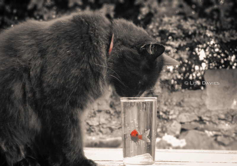 Black Cat with Goldfish — Gray