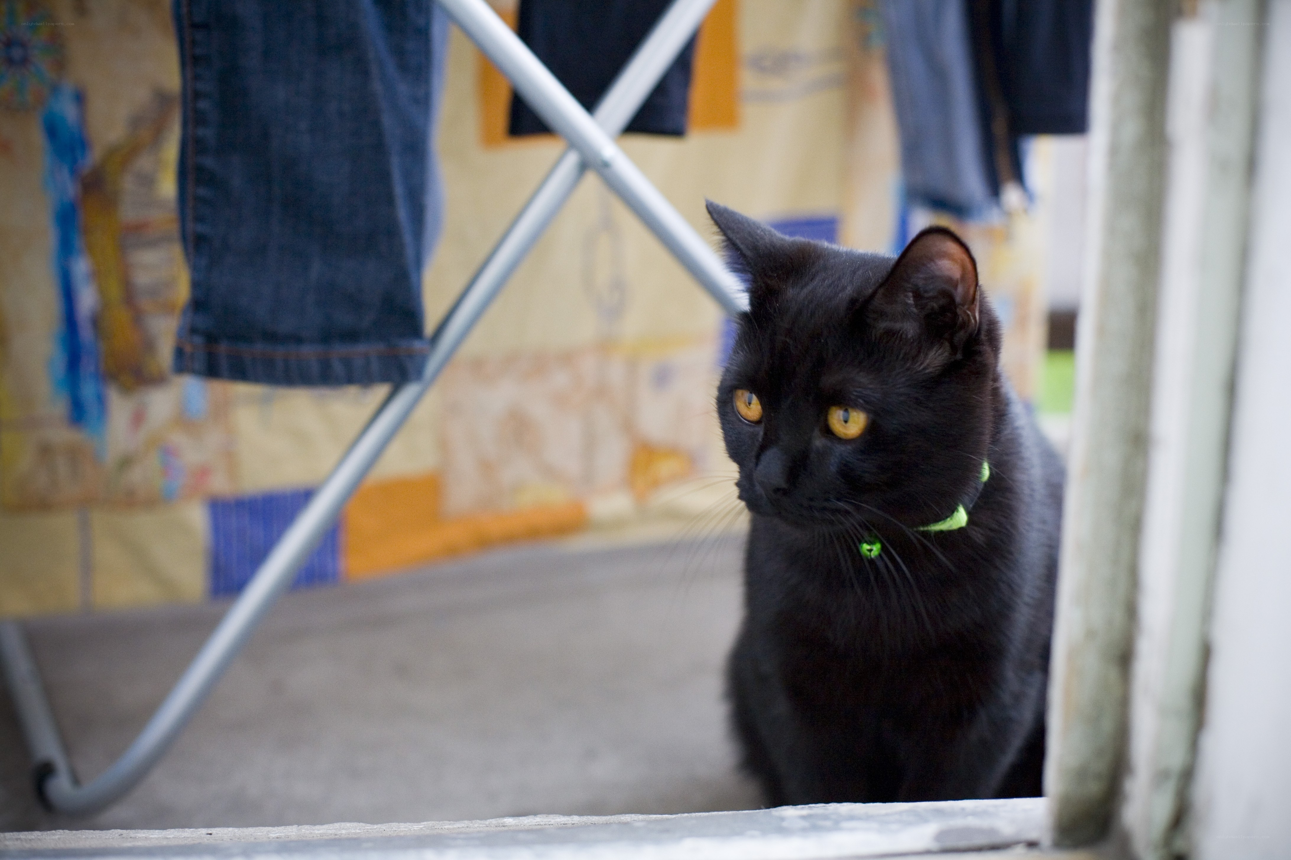 black cat with green collar