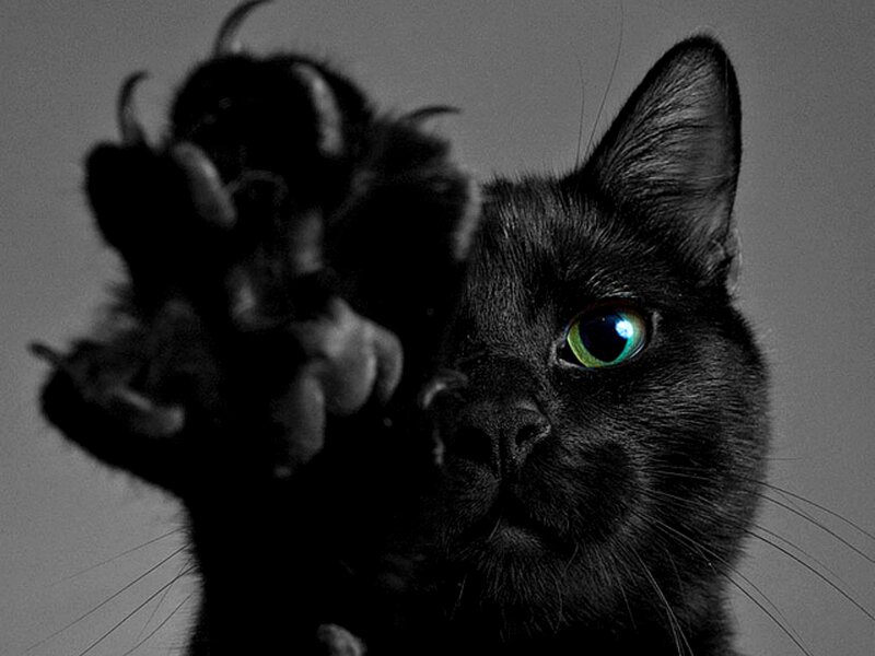 Black Cat with Green Eye