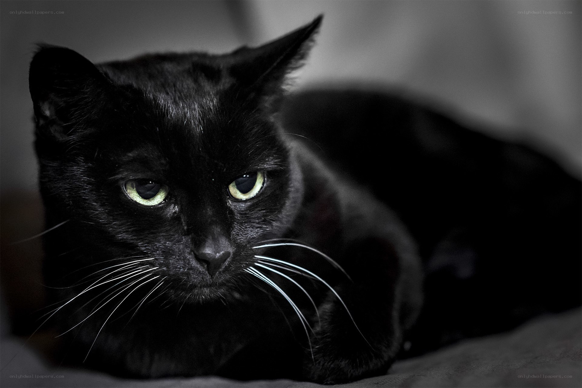 black cat with green eyes