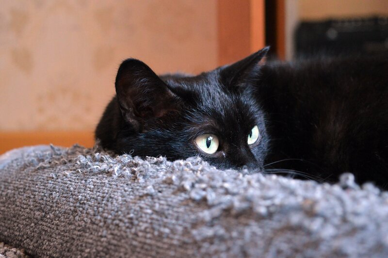 black cat with green eyes