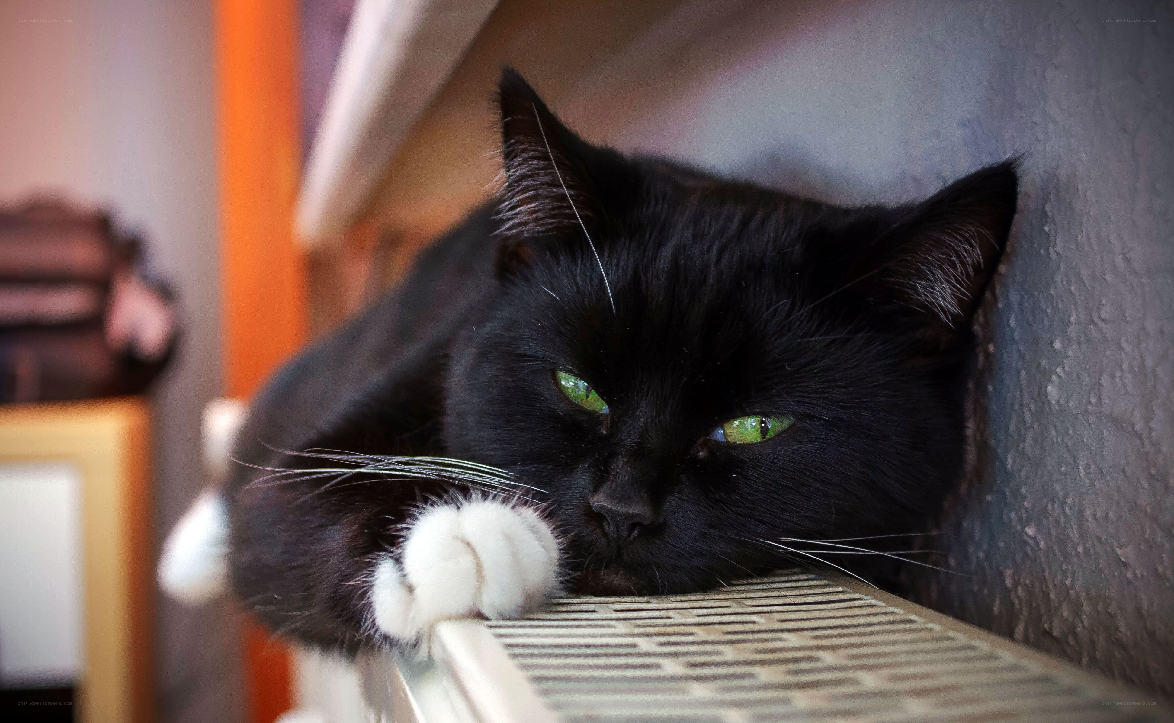 Black cat with green eyes