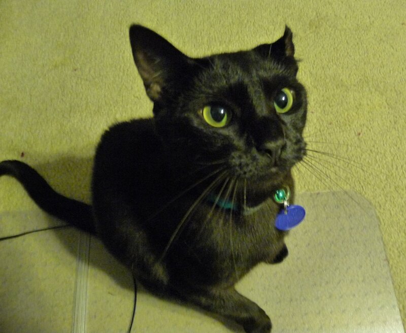 black cat with green eyes