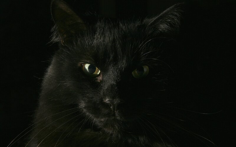 black cat with green eyes
