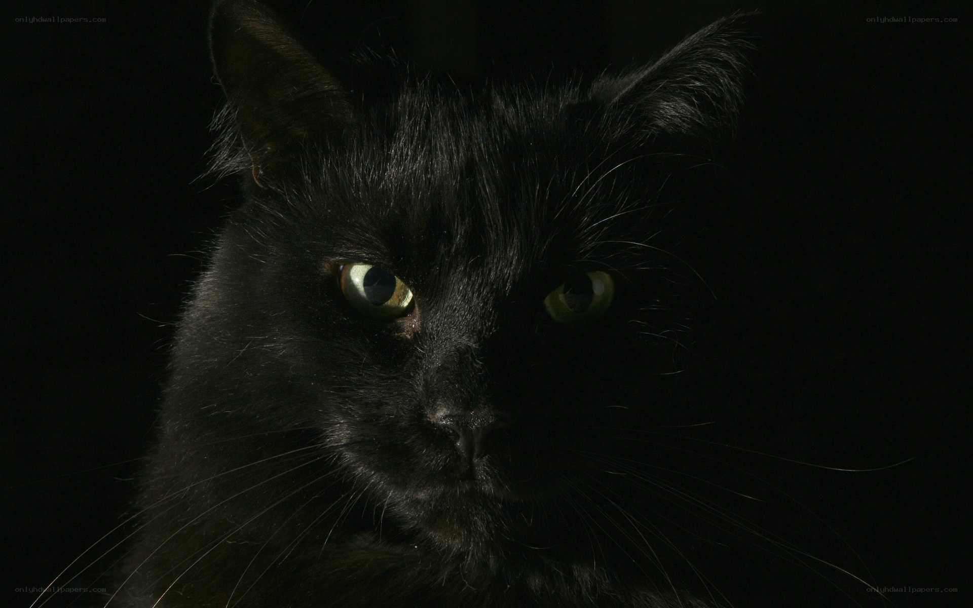 black cat with green eyes