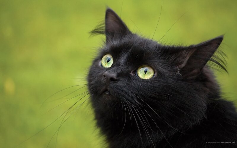 black cat with green eyes