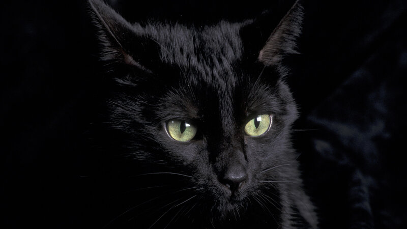 black cat with green eyes