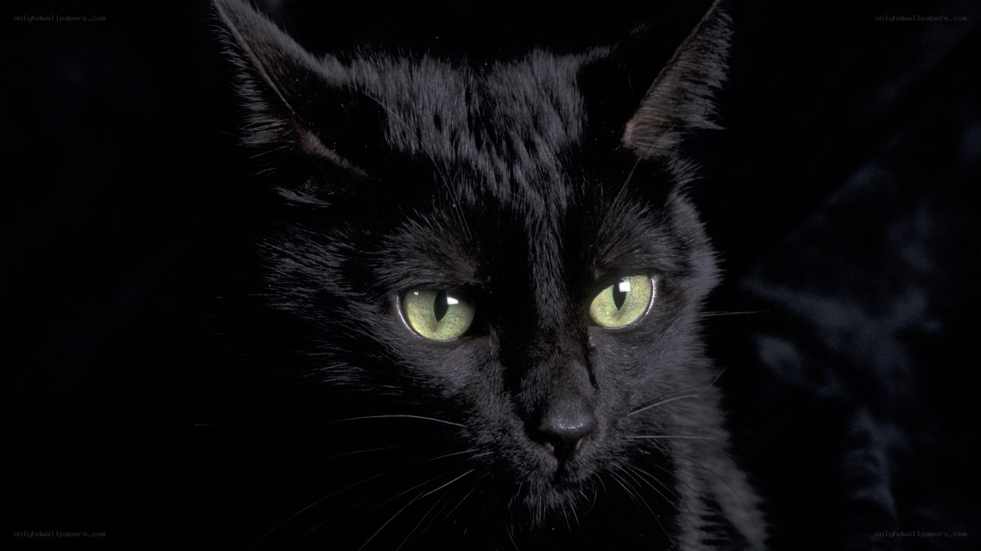 black cat with green eyes
