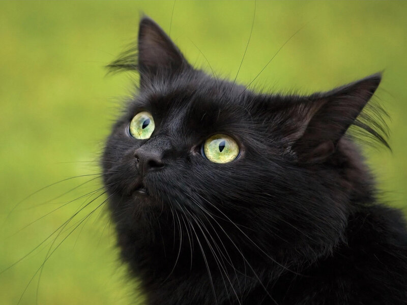 black cat with green eyes
