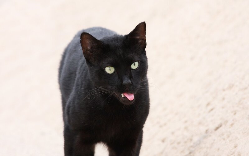 black cat with green eyes
