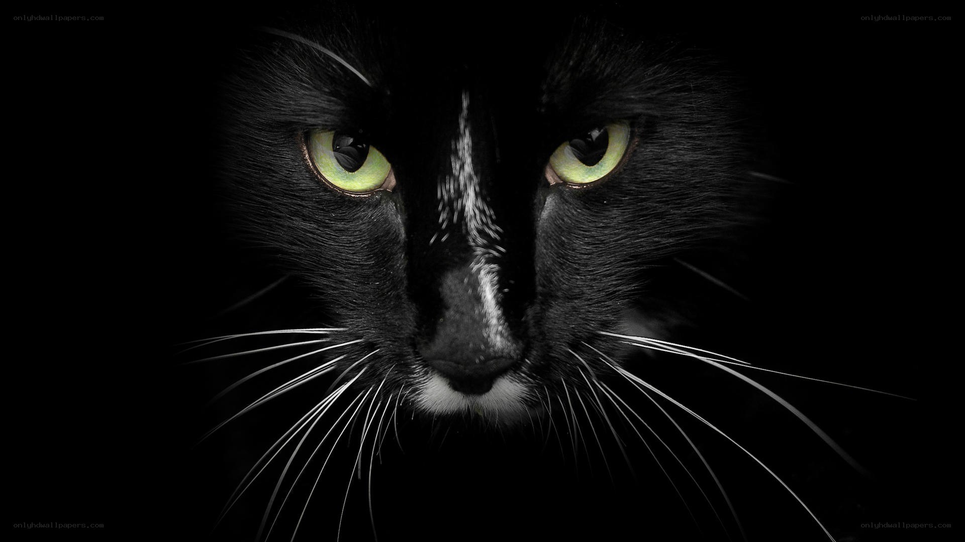 black cat with green eyes