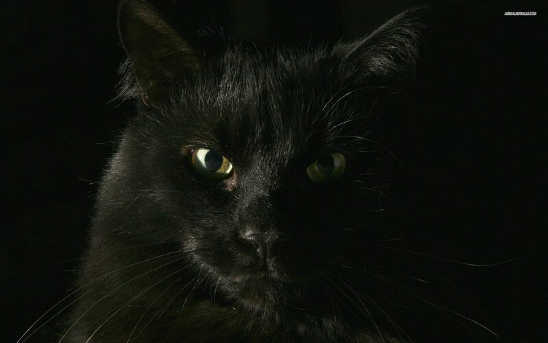 black cat with green eyes