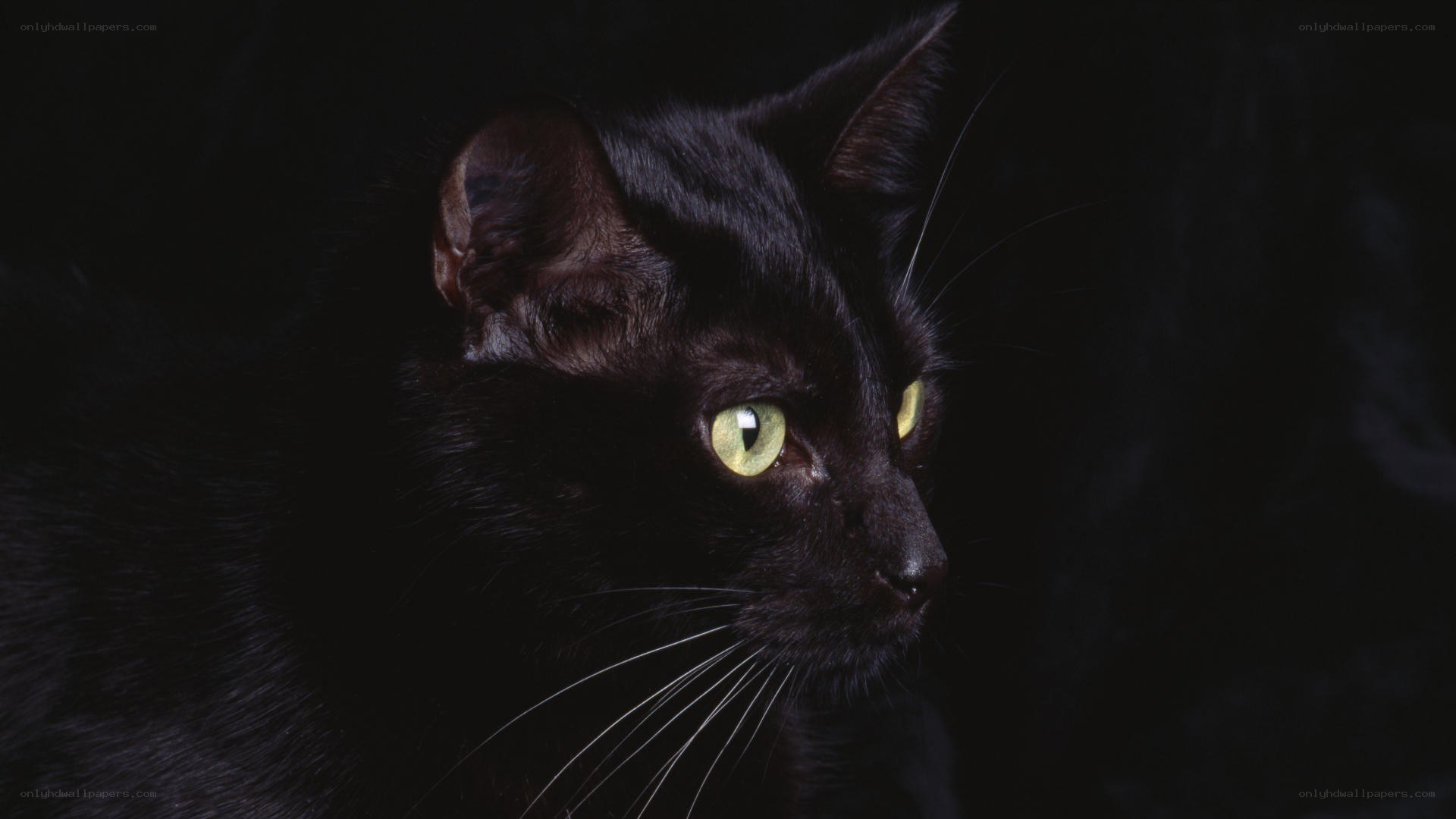 black cat with green eyes