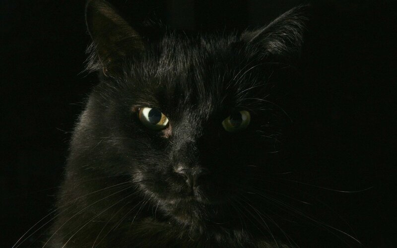 black cat with green eyes