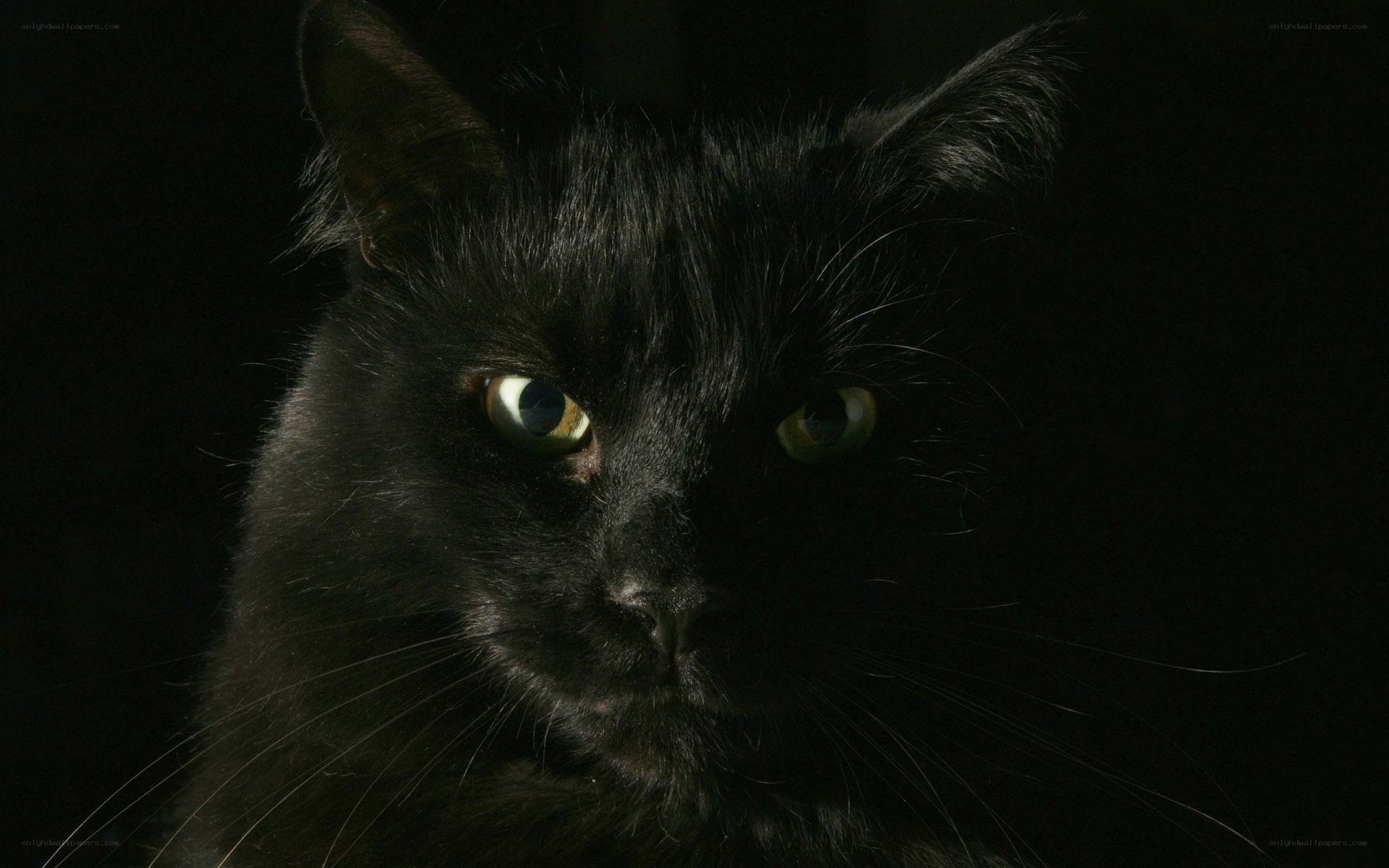 black cat with green eyes