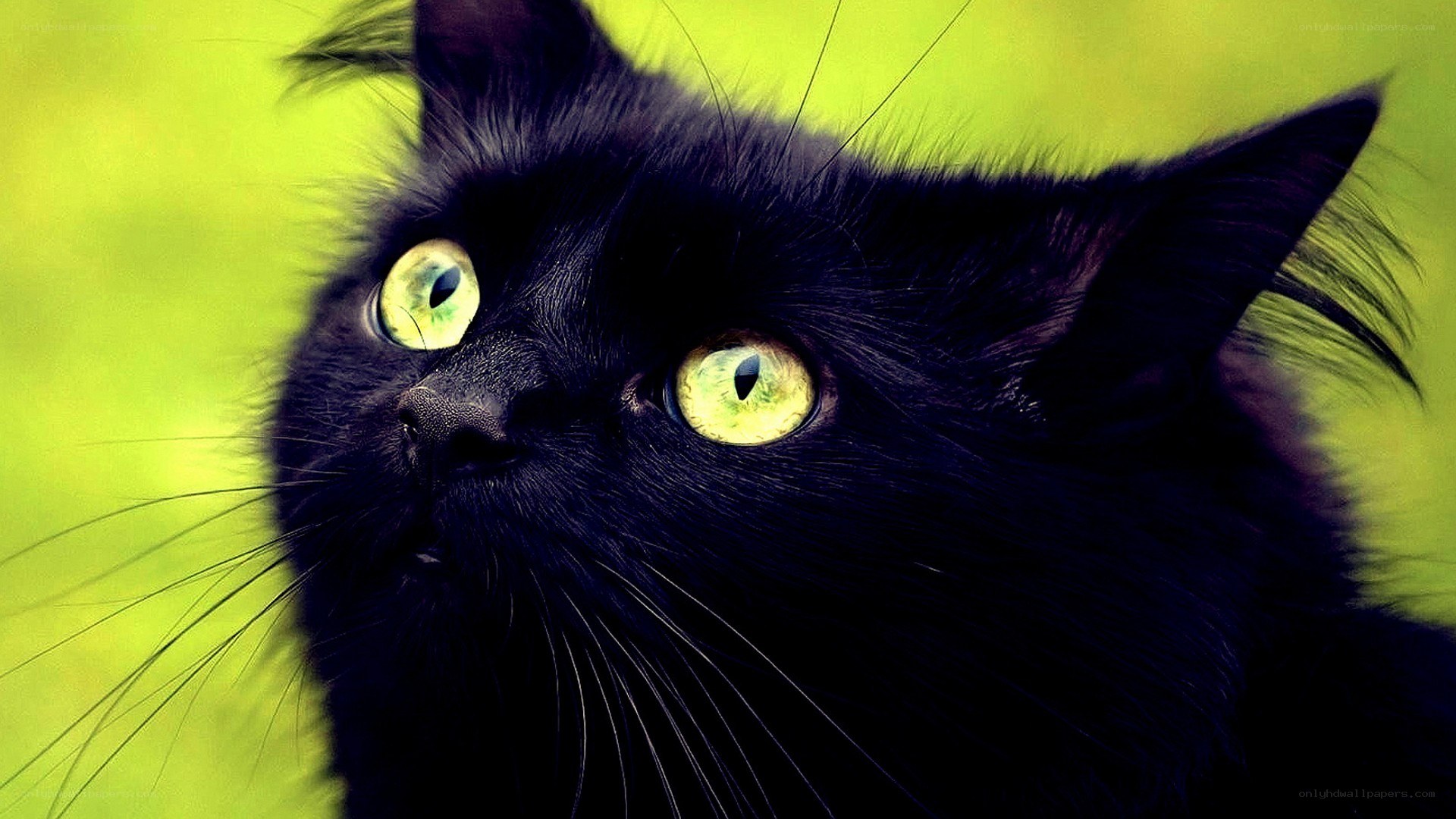 black cat with green eyes