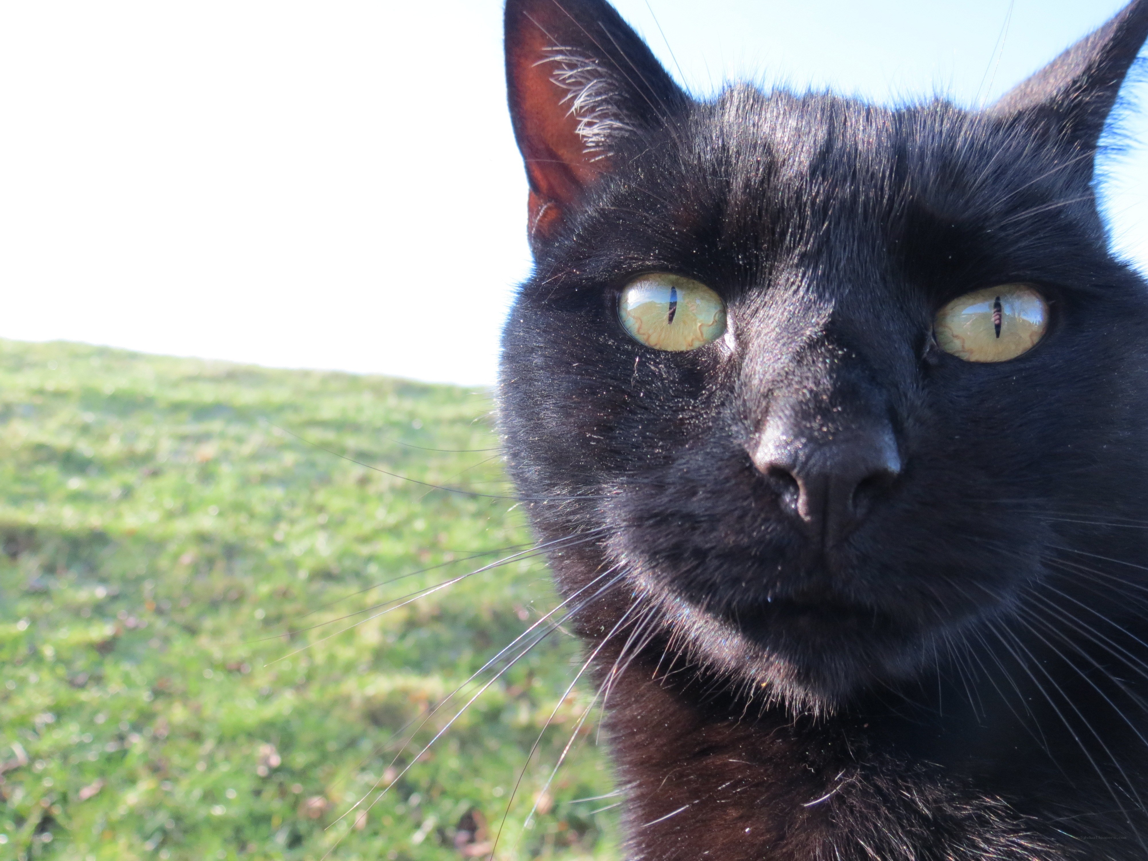 black cat with green eyes