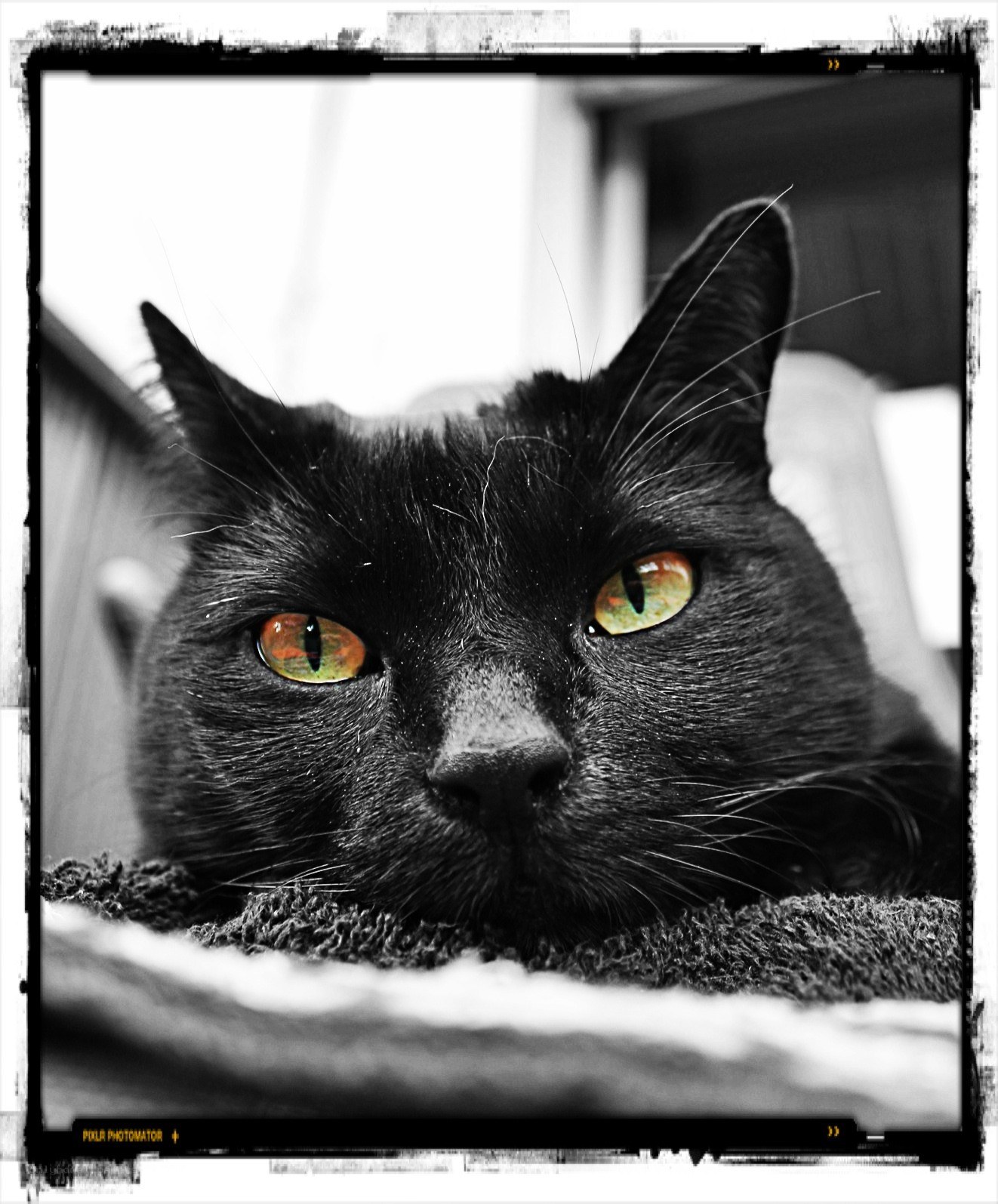 black cat with green eyes