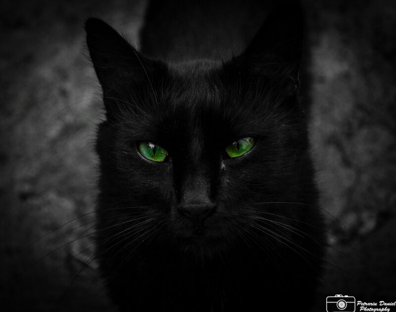 black cat with green eyes
