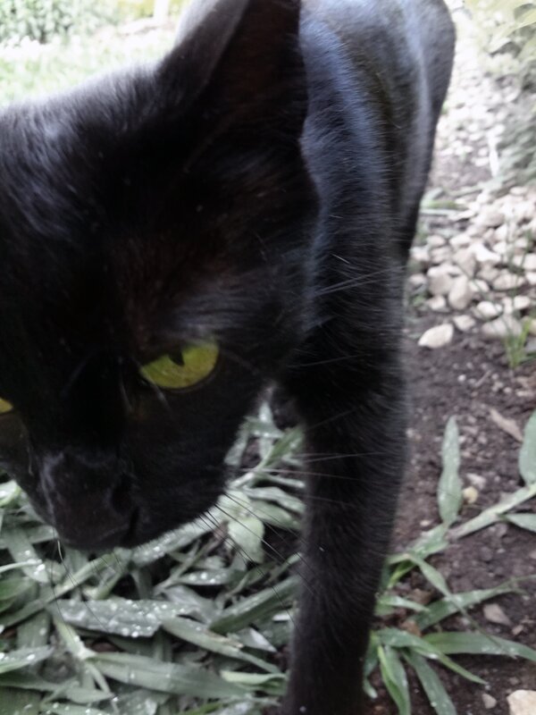 black cat with green eyes
