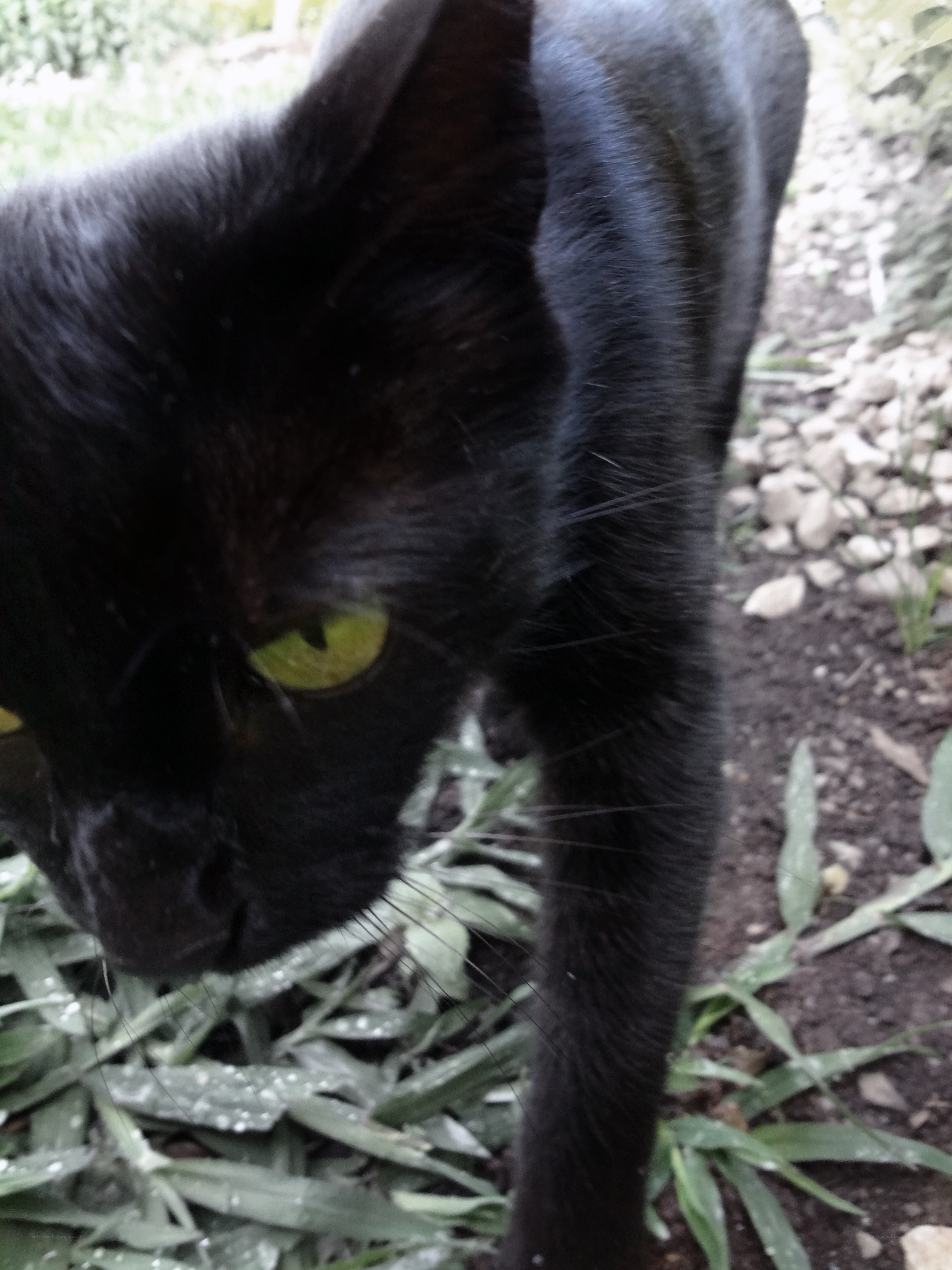 black cat with green eyes