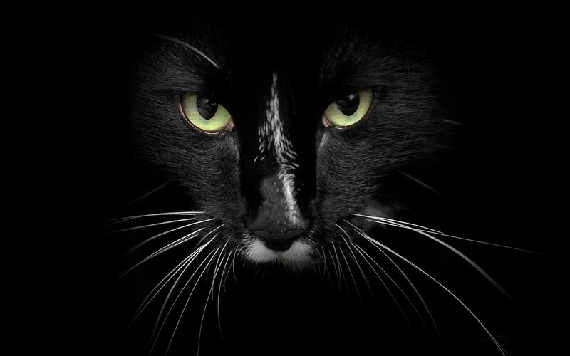 black cat with green eyes