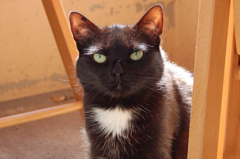 black cat with green eyes
