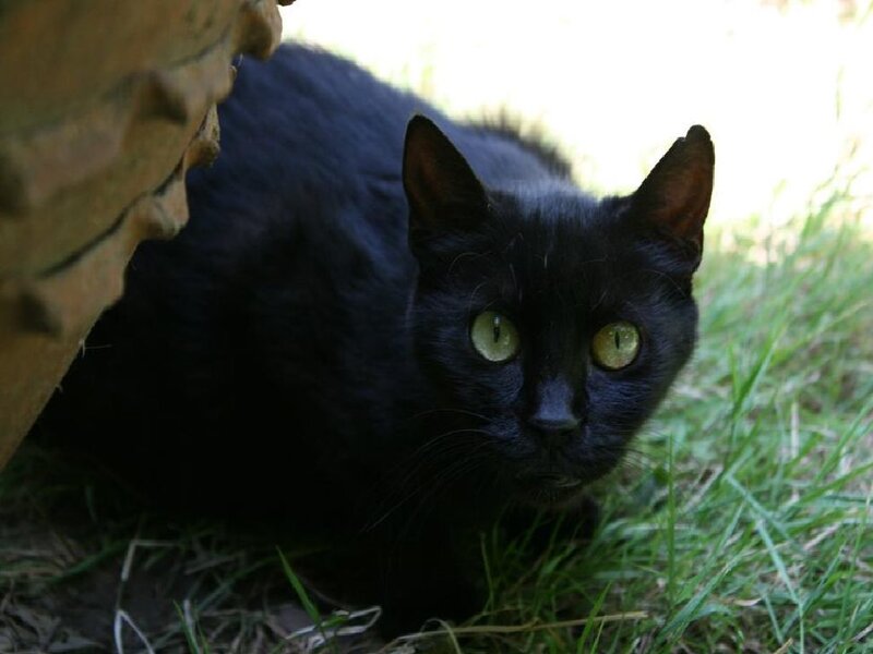 black cat with green eyes