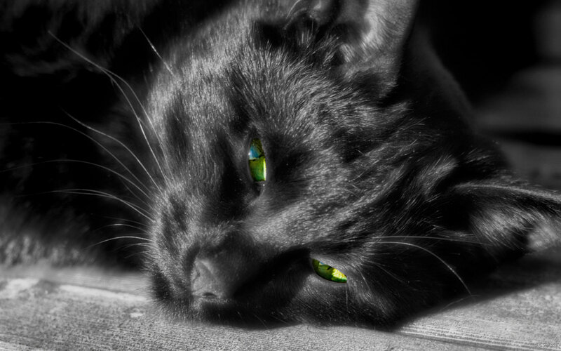 black cat with green eyes