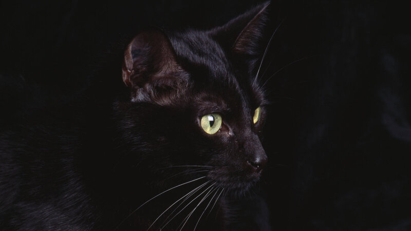 black cat with green eyes