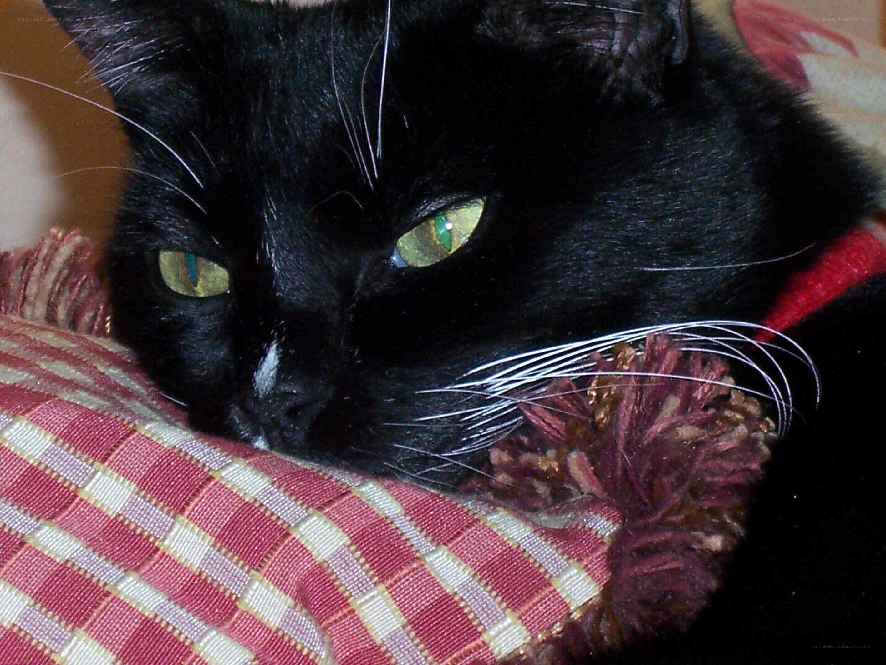 Black cat with green eyes