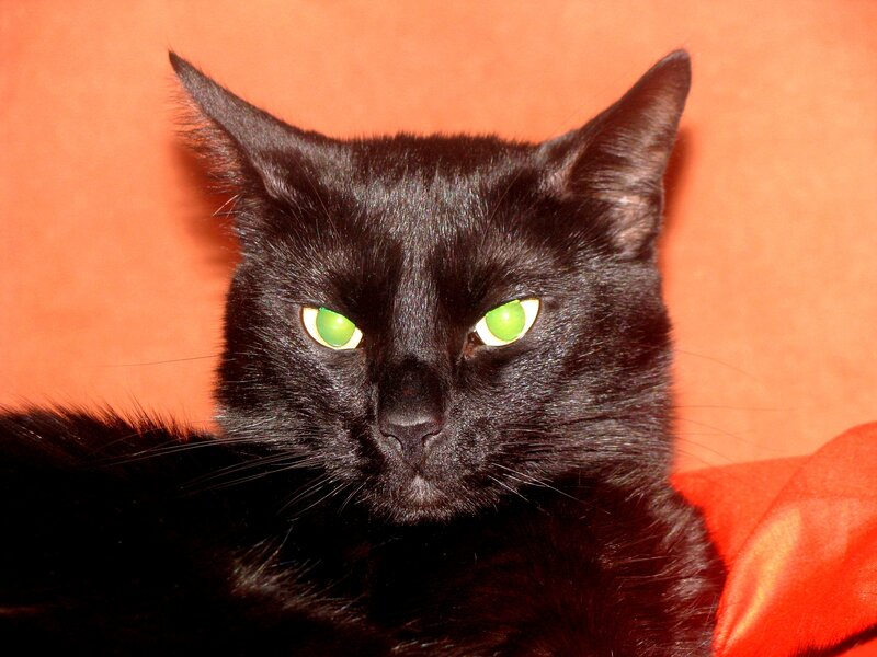 black cat with green eyes