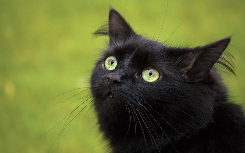 black cat with green eyes