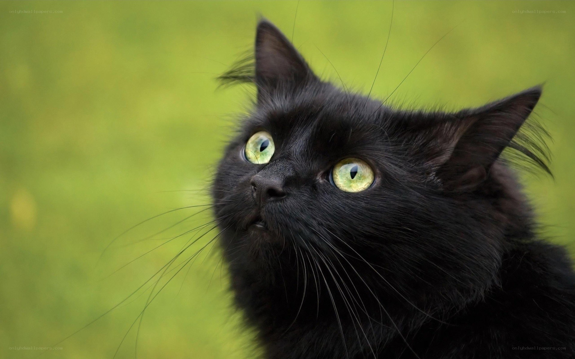 black cat with green eyes