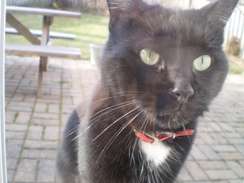 black cat with green eyes