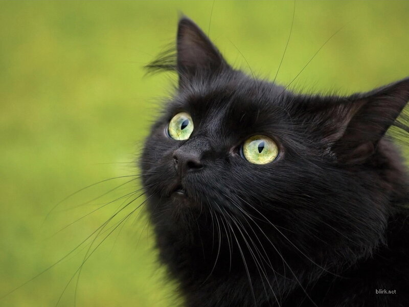 black cat with green eyes