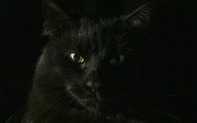 black cat with green eyes