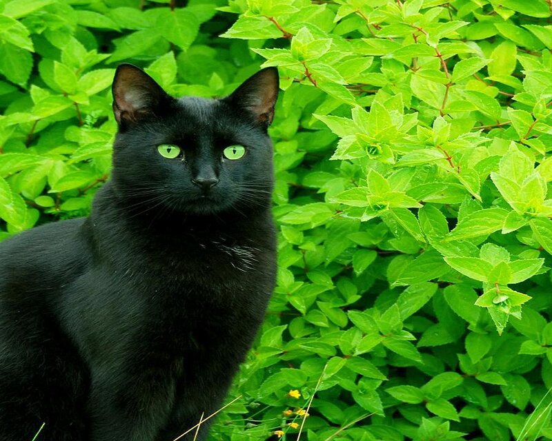 black cat with green eyes