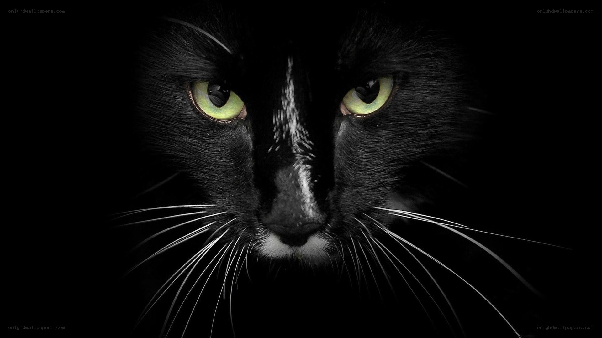 black cat with green eyes