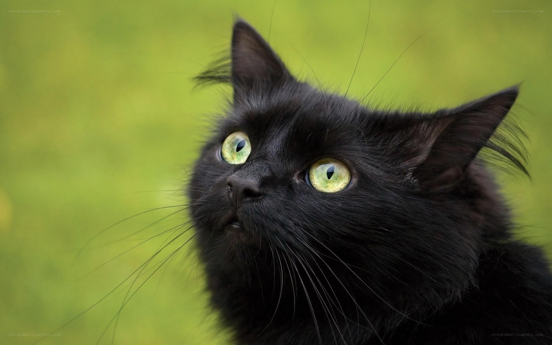 black cat with green eyes