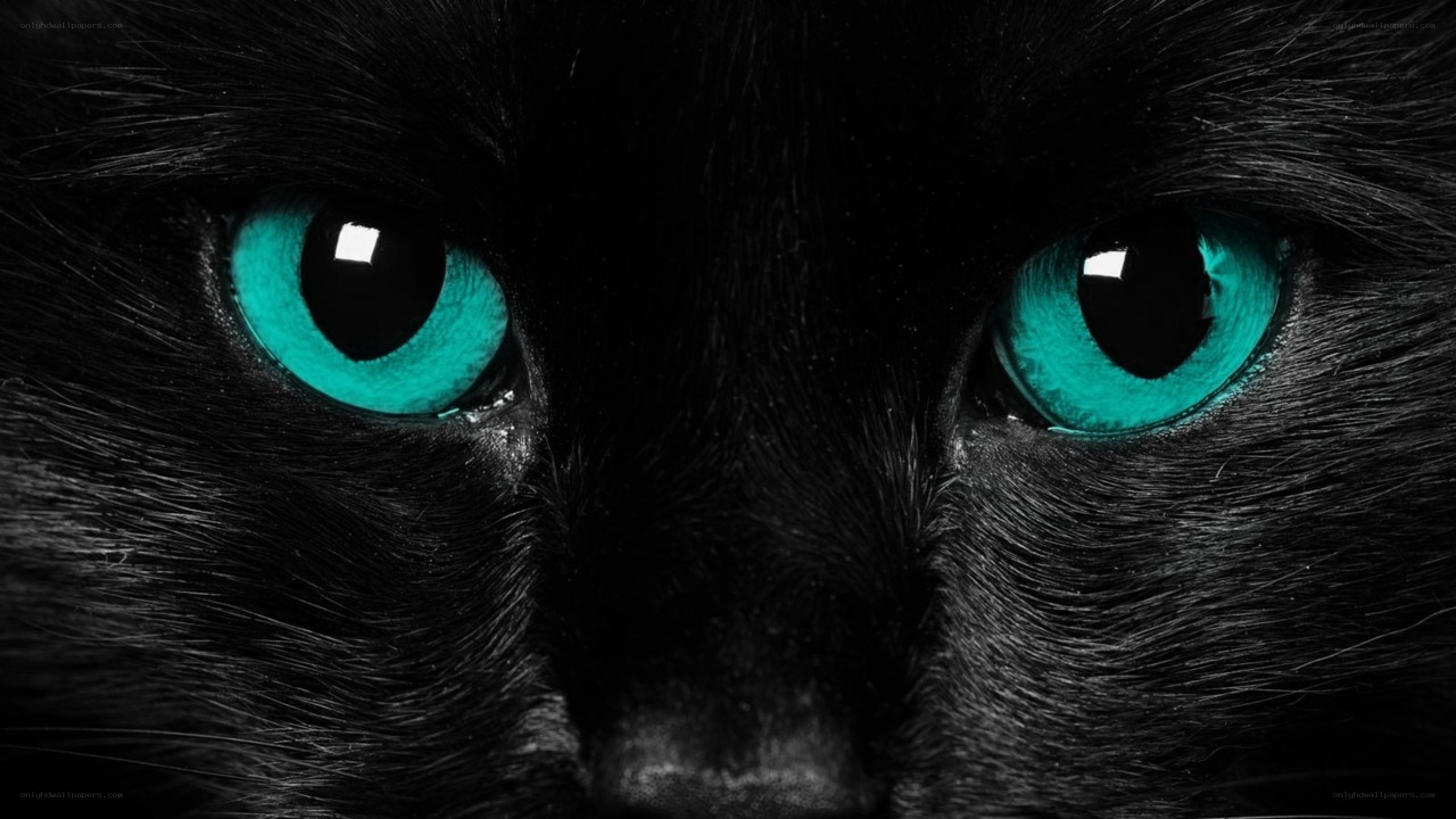 black cat with green eyes