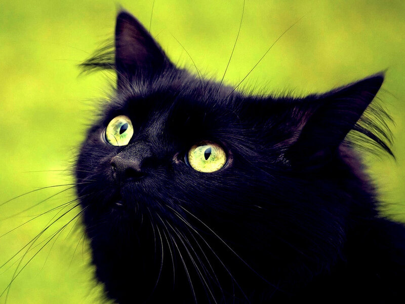 Black Cat with Green Eyes — Alert
