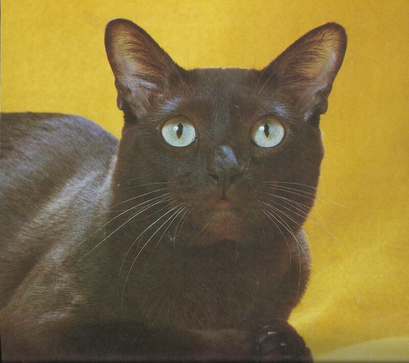 Black Cat with Green Eyes — Brown