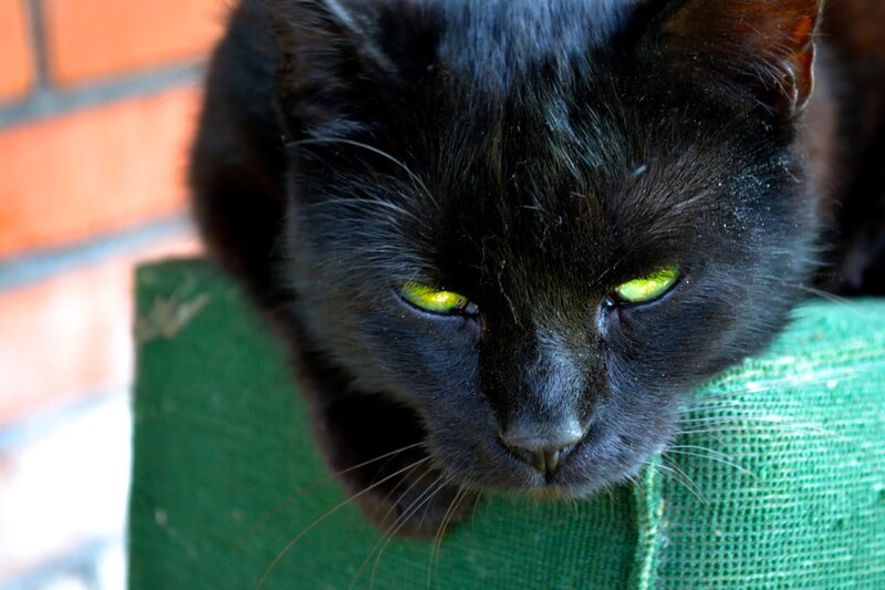 Black Cat with Green Eyes — Calm, Afternoon, Photograph, Brick Wall