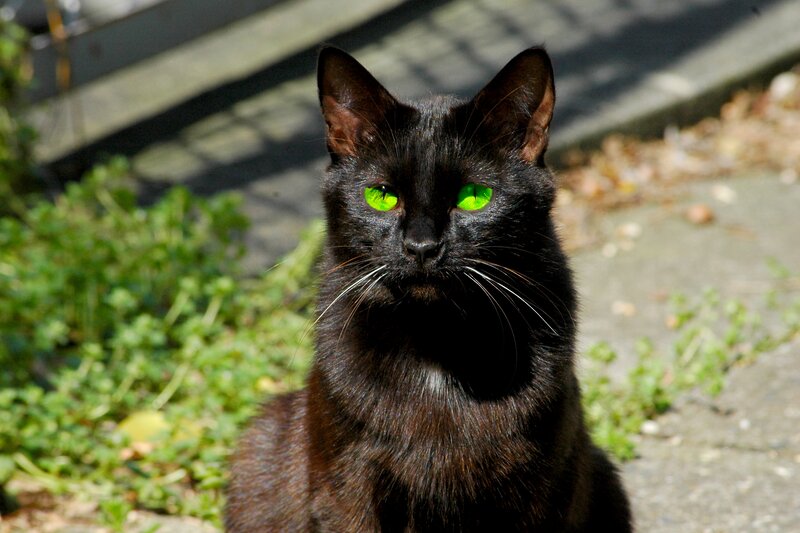 Black Cat with Green Eyes — Calm, Afternoon, Photograph, Grass